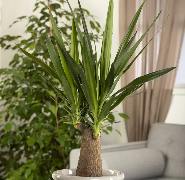 Palmlilie 'Maya Tree'