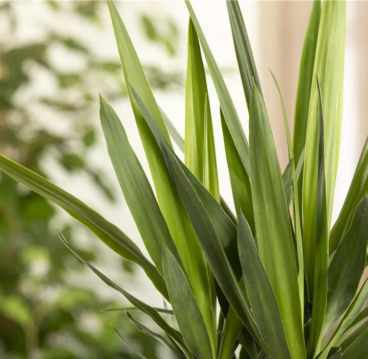 Palmlilie 'Maya Tree'