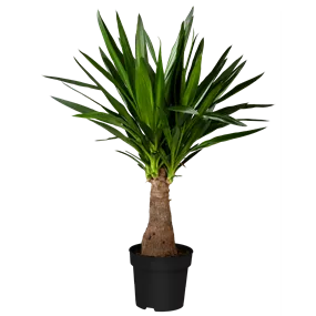 Yucca elephantipes Maya Tree