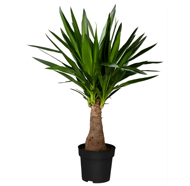 Palmlilie 'Maya Tree'