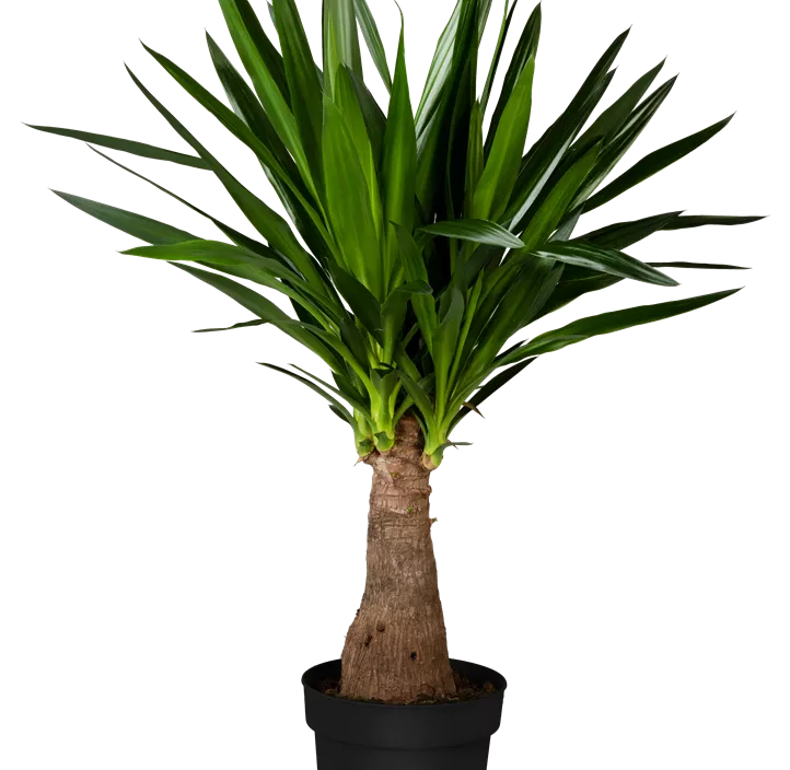 Palmlilie 'Maya Tree'