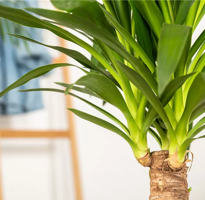Palmlilie 'Maya Tree'