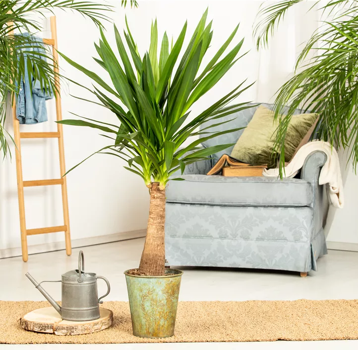 Palmlilie 'Maya Tree'