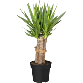 Yucca elephantipes Tres Canas