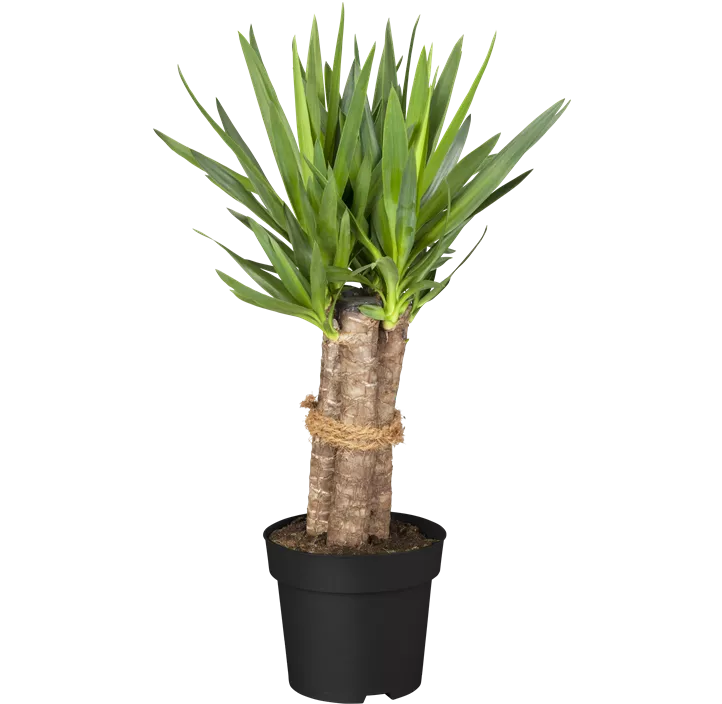 Riesen-Palmlilie 'Tres Canas'