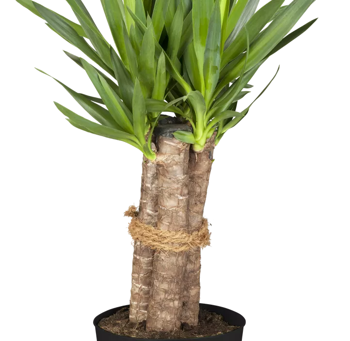 Riesen-Palmlilie 'Tres Canas'