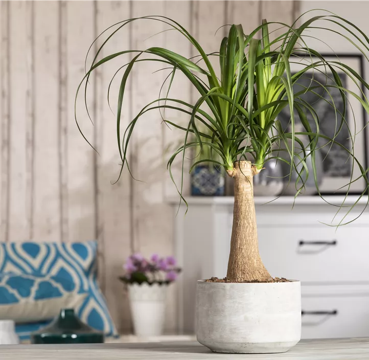 Elefantenfuß 'Maya'