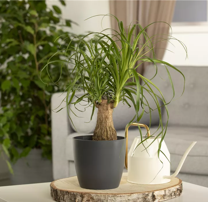 Elefantenfuß 'Maya'