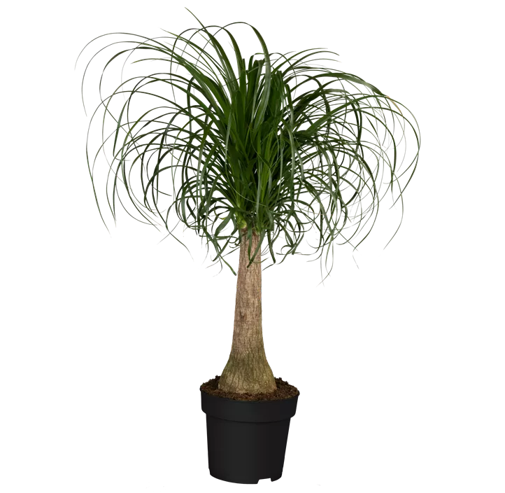 Elefantenfuß 'Maya'