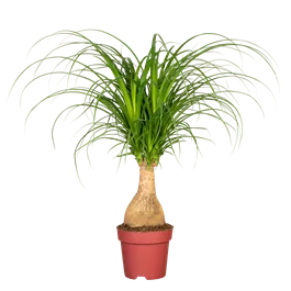 Beaucarnea beaucarnea Maya