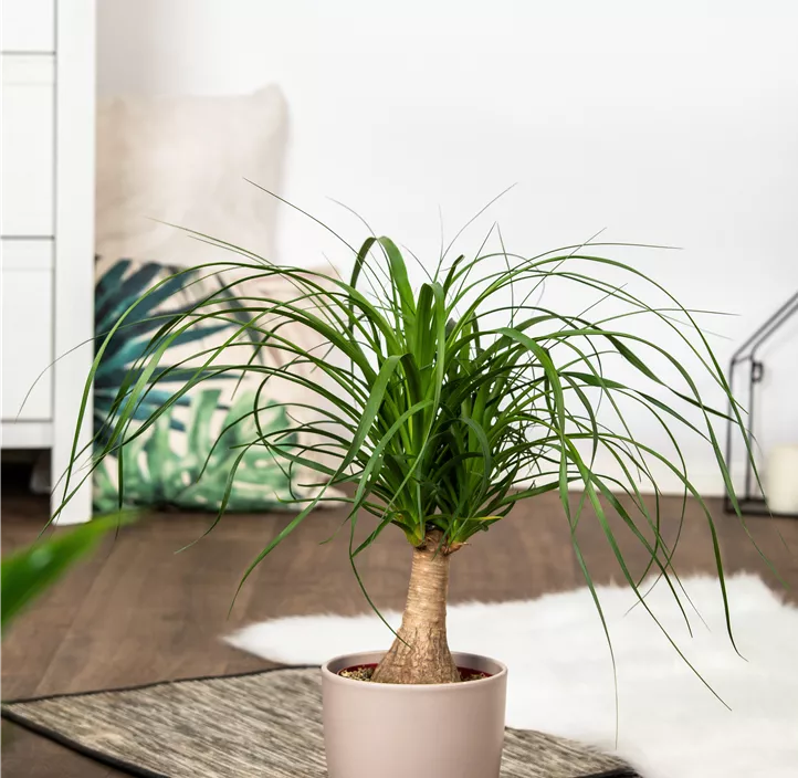 Elefantenfuß 'Maya'