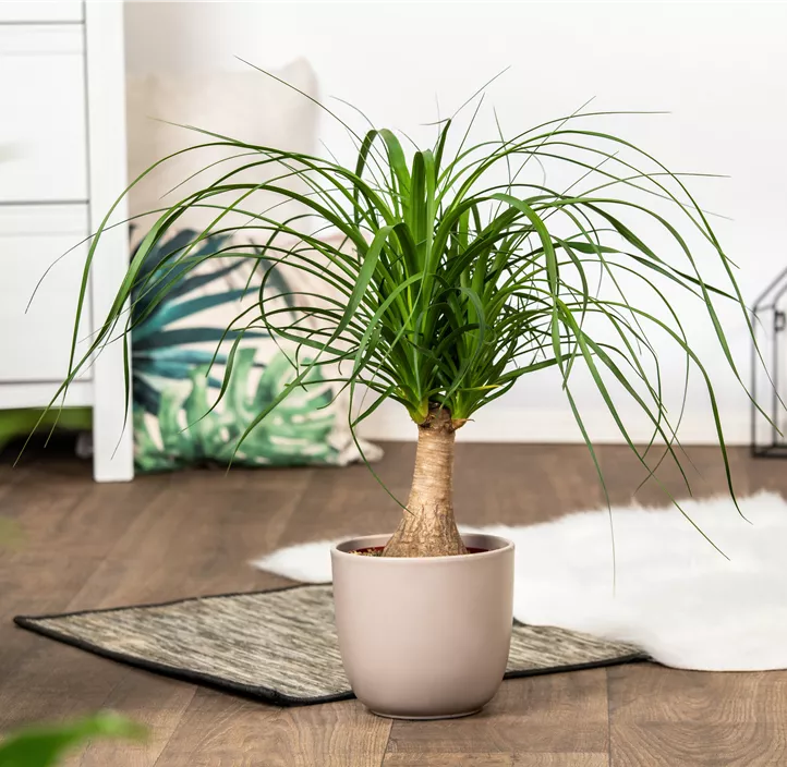 Elefantenfuß 'Maya'