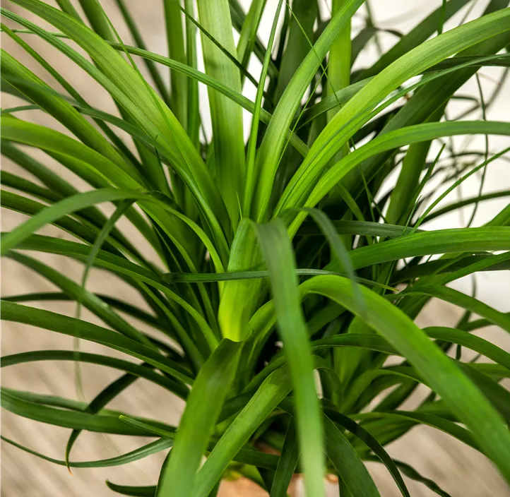 Elefantenfuß 'Maya'