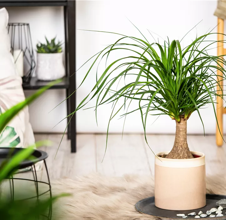 Elefantenfuß 'Maya'