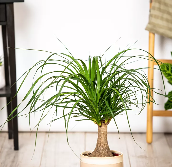 Elefantenfuß 'Maya'