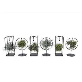 Tillandsia Cube / Ring mix