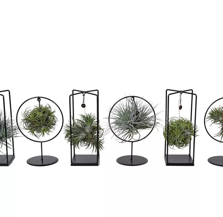 Tillandsia Cube / Ring mix