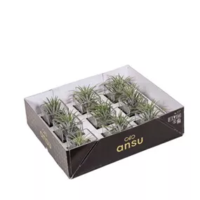 Tillandsia in Glas Cube