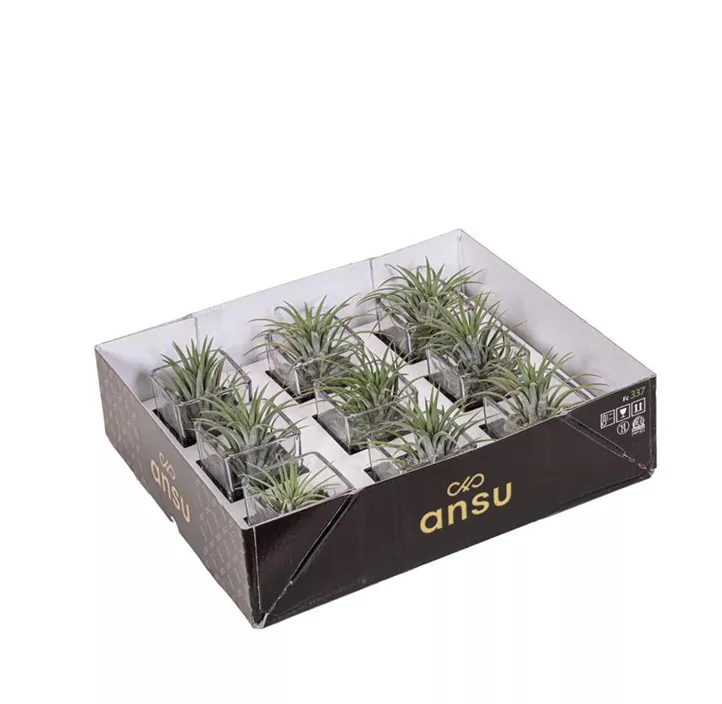 Tillandsia in Glas Cube
