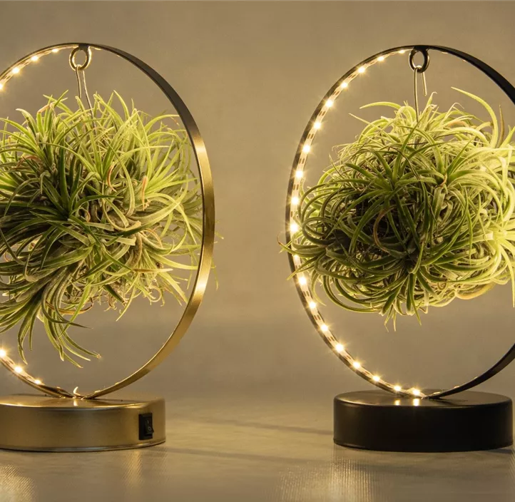 Tillandsia Led Edition