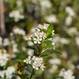 Aronia melanocarpa Fruchtsorte