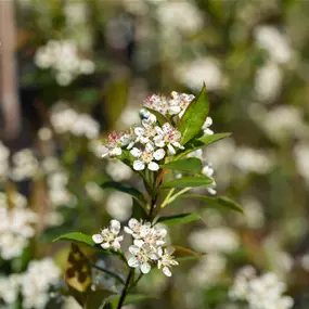 Aronia melanocarpa Fruchtsorte