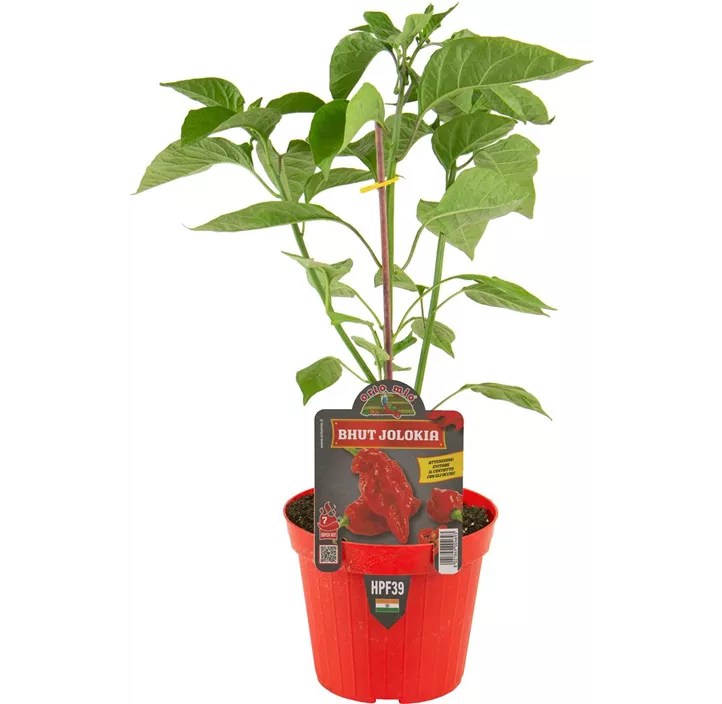Chili 'Bhut Jolokia'