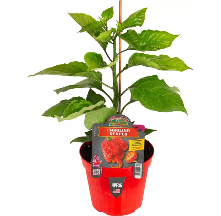 Chili 'Carolina Reaper'