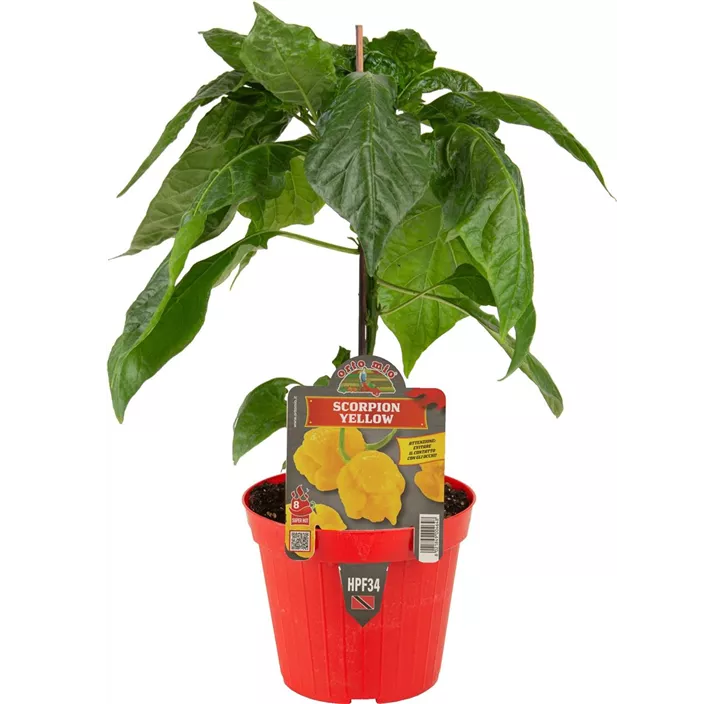 Chili 'gelber Scorpion'