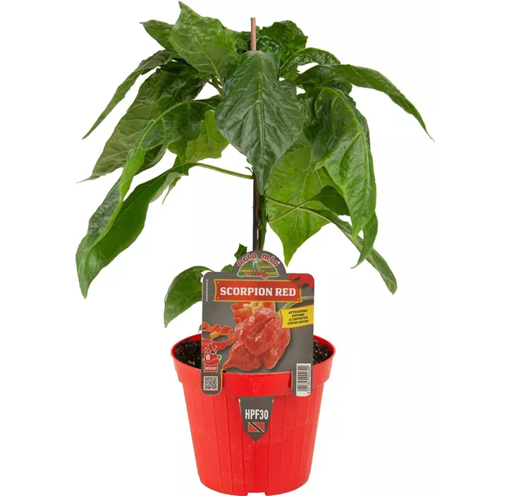 Chili 'Scorpion'