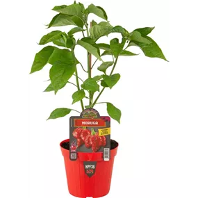 Capsicum annuum roter Todes Scorpion