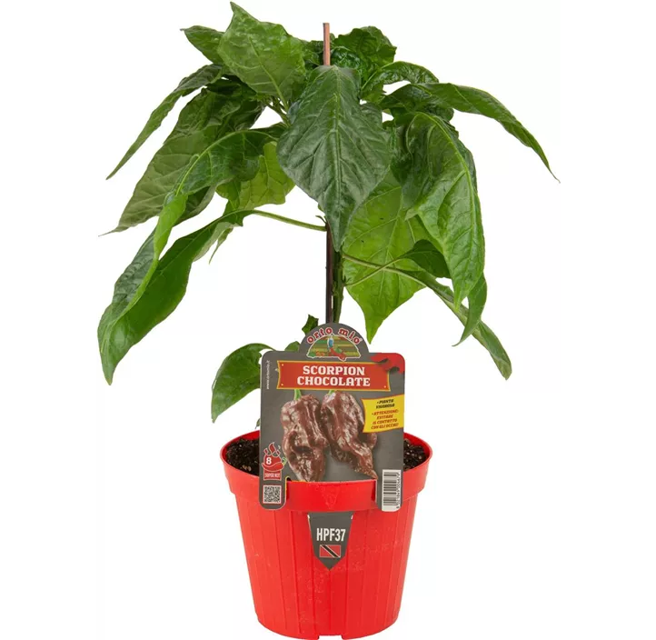 Chili Scorpion chocolate