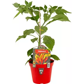 Capsicum annuum Tabasco