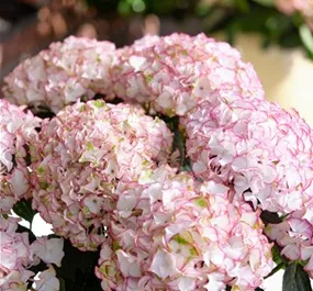 Hydrangea Hype Original