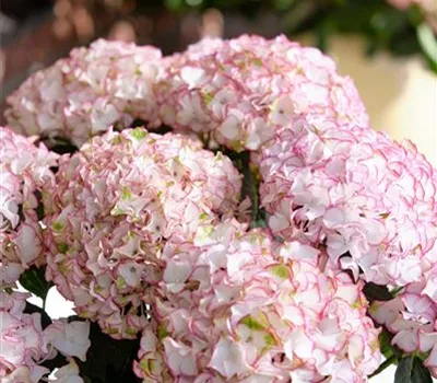 Hydrangea Hype Original