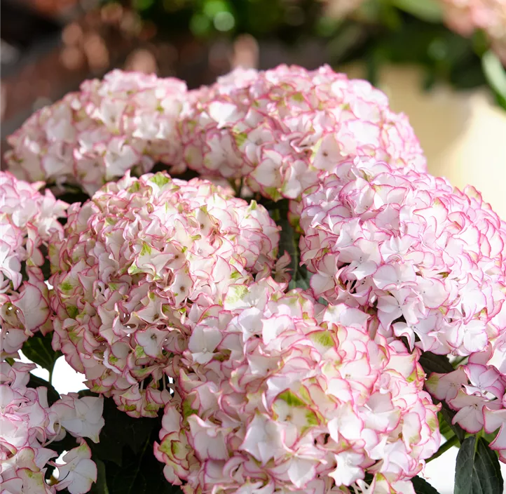 Gartenhortensie Hy-pe Original