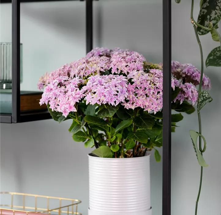 Gartenhortensie Hy-pe Original