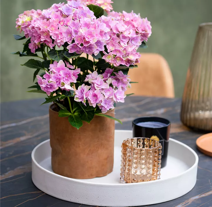 Gartenhortensie Hy-pe Original