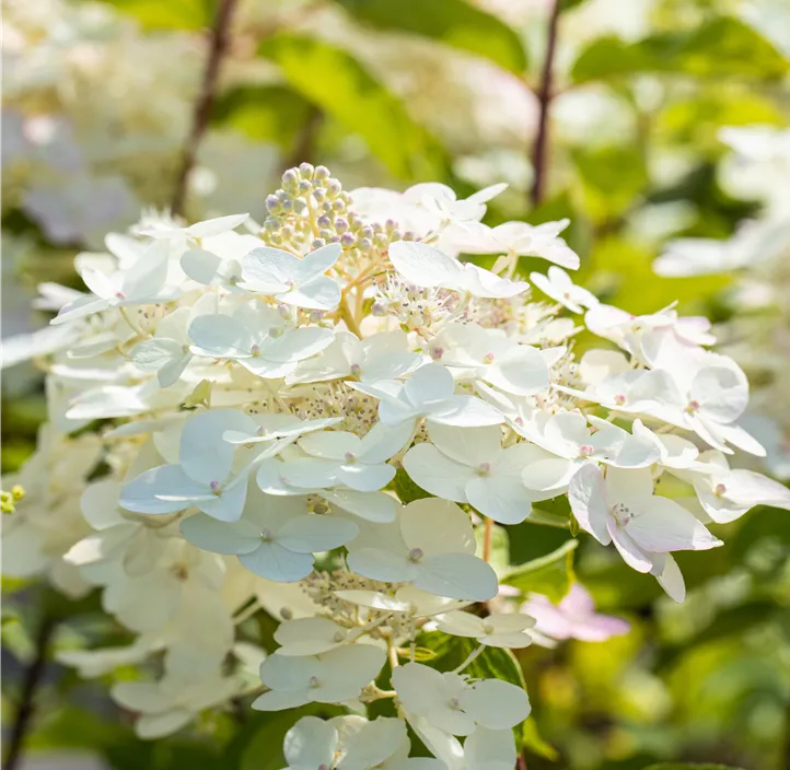 Rispenhortensie 'Unique'