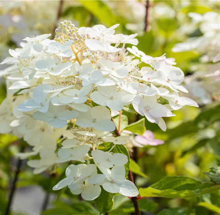 Rispenhortensie 'Unique'
