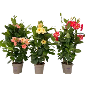 Mandevilla amabilis Vintage