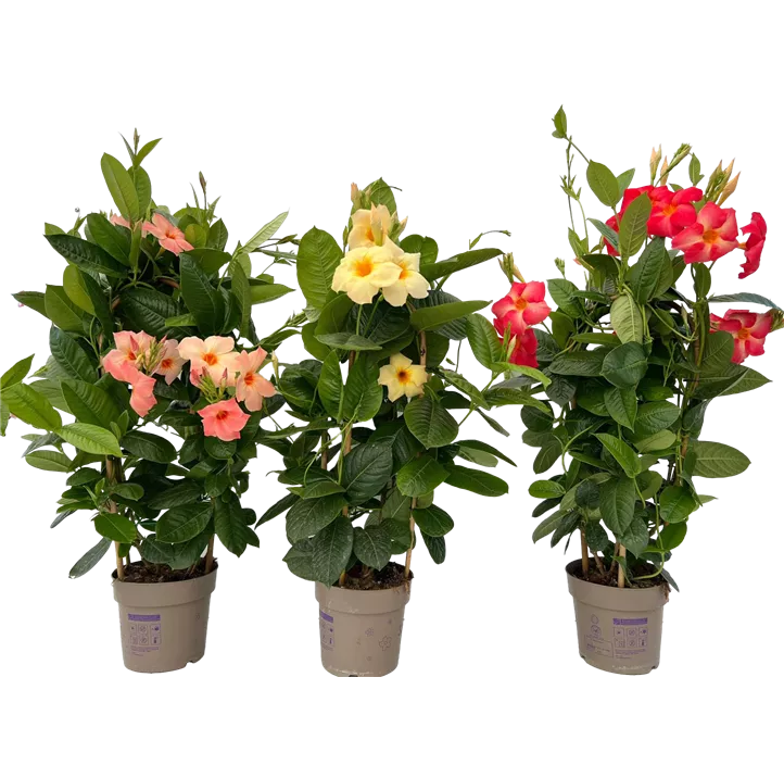 Mandevilla