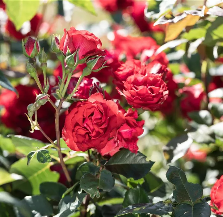 Beetrose 'Muttertag'