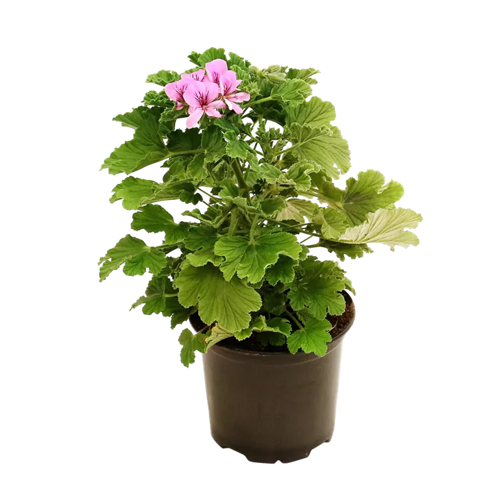 Pelargonie