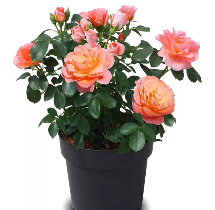 Beetrose 'Sugar Candy Rose'®