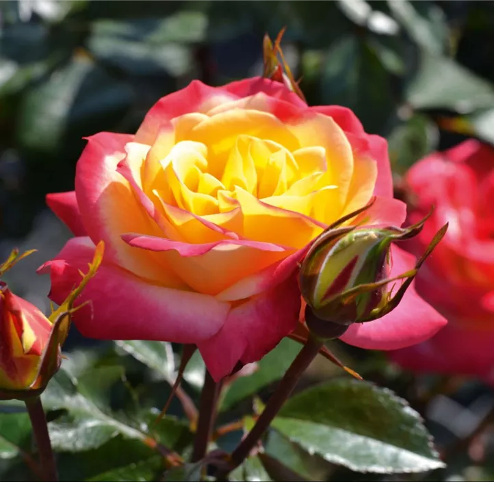 Bodendeckerrose 'Euphoria'