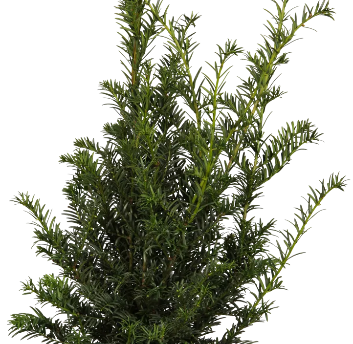 Eibe 'Höpken's Gigant'