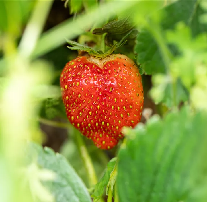 Erdbeere 'Malwina' 4er Pack