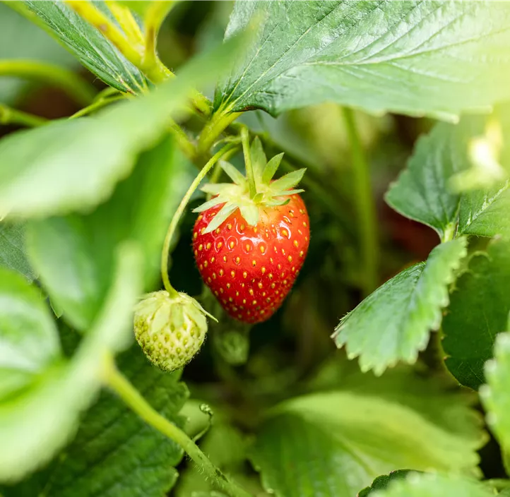 Erdbeere 'Malwina' 4er Pack