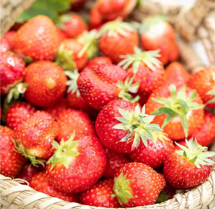 Erdbeere 'Malwina' 4er Pack